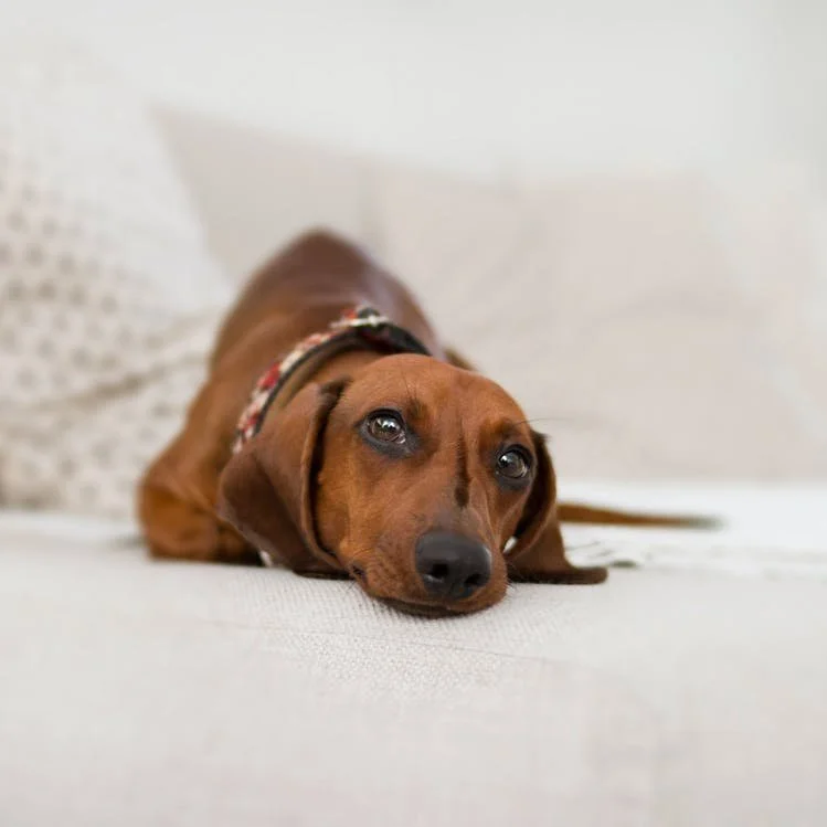 Can u catch a 2024 cold from a dog